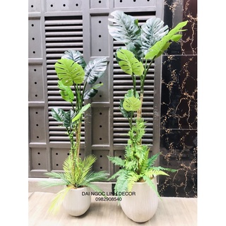 Cây trầu bà thân leo 1,5m