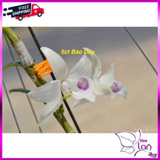 Lan Phi Điệp 🎁Mua 3 Tặng 1🎁 5ct Bảo Duy [ Cây Giống ]