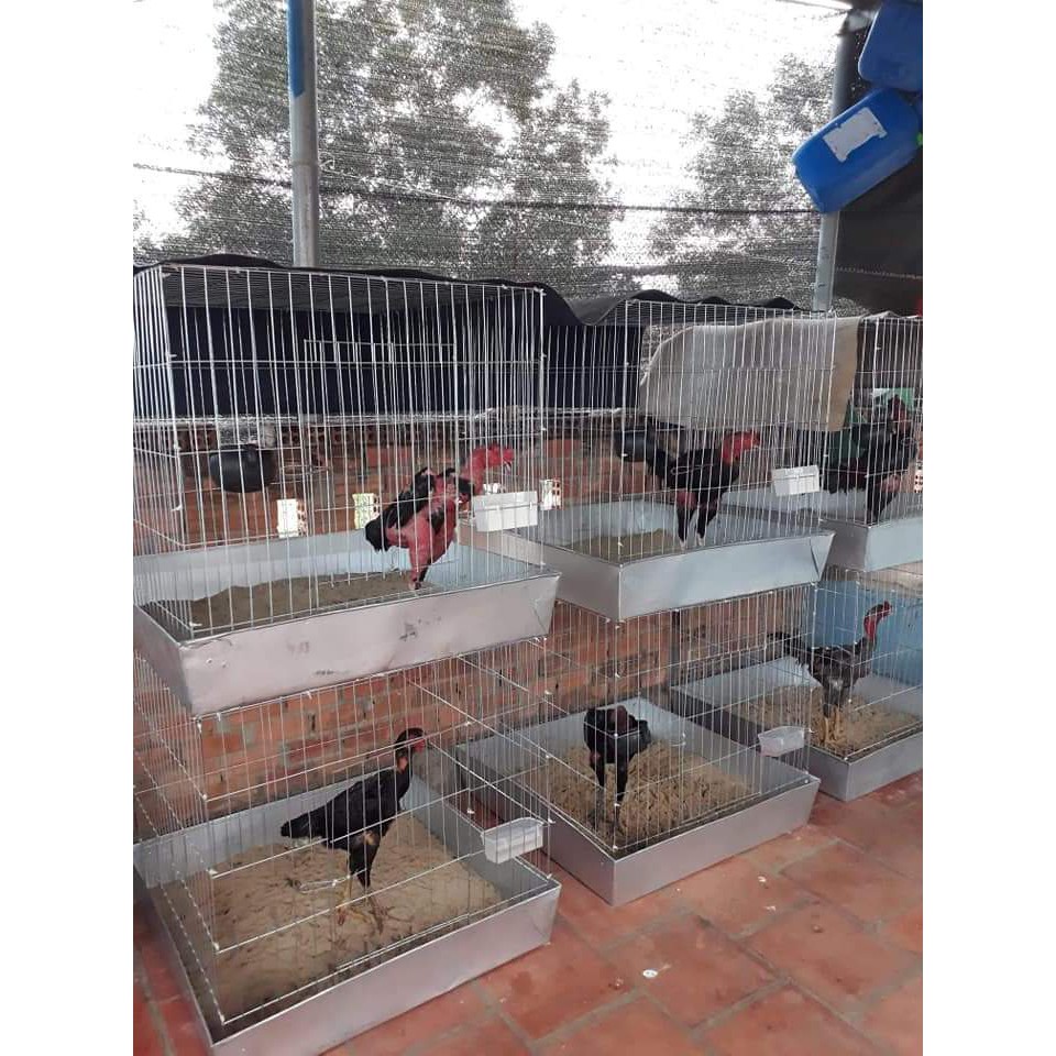 Lồng ghép vuông gà chọi 80x80