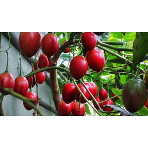 Hạt Giống Cà Chua Thân Gỗ - 4 Mùa