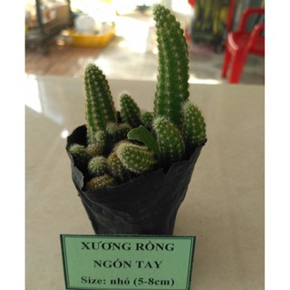 Xương rồng ngón tay - size nhỏ (5-8cm)