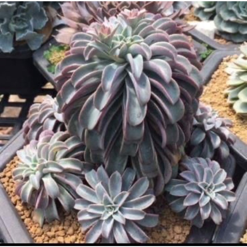 SEN ĐÁ Echeveria Fantastic Fountain