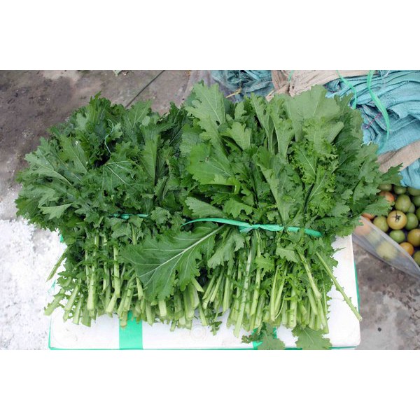 [GIÁ GỐC] Hạt giống Rau cải Mèo Đặc Sản Hà Giang - 10 gram