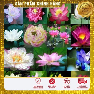 Hạt Giống Sen Mini Nhật LUCKY SEEDS (5 hạt)