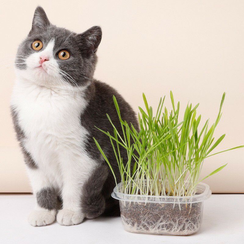 BỘ KIT trồng Cỏ Mèo hạt lúa mạch