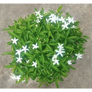 Cây giống mai vạn phúc