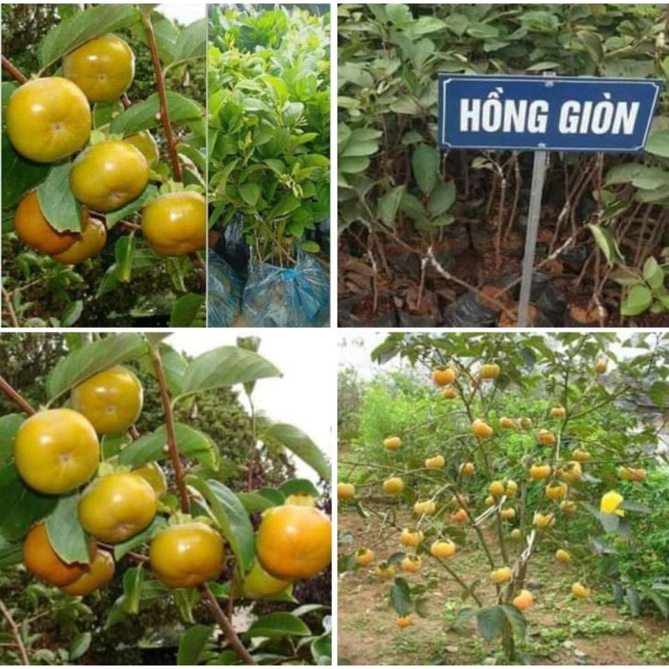 CÂY HỒNG GIÒN KHÔNG HẠT-