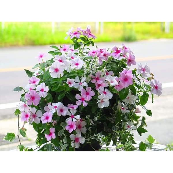 50 Hạt Giống Dừa Cạn Siêu Hoa Nhiều màu