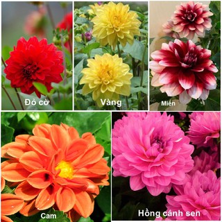 Củ hoa Thược dược giống nhiều màu_ Củ giống thược dược