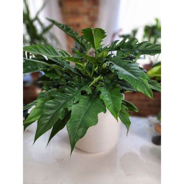 Chậu cứng Philodendron Jungle Boogie Cung đàn xanh chậu nhỏ