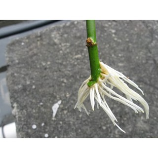 Kích rễ - Siêu ra rễ