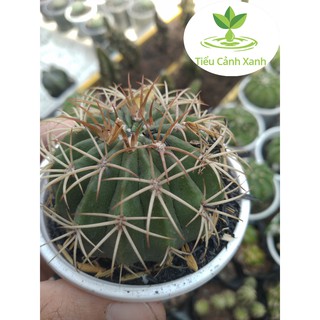 Xương rồng Melo size 5 cm