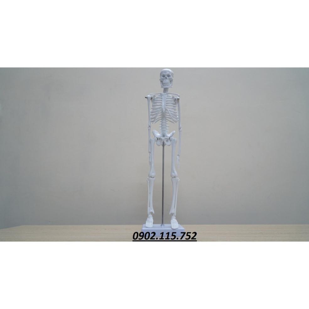Mô hình hệ xương cơ thể người cao 45cm