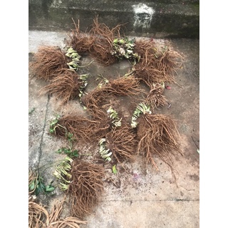 Sâm đương quy tươi Đà Lạt