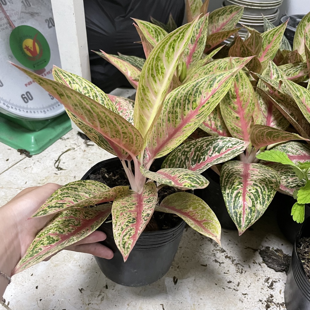 CÂY THỊNH VƯỢNG ,, phong thuỷ hút tài lộc để bàn mini GIÁ RẺ, lọc không khí, Cây Tươi Nguyên CTN1090