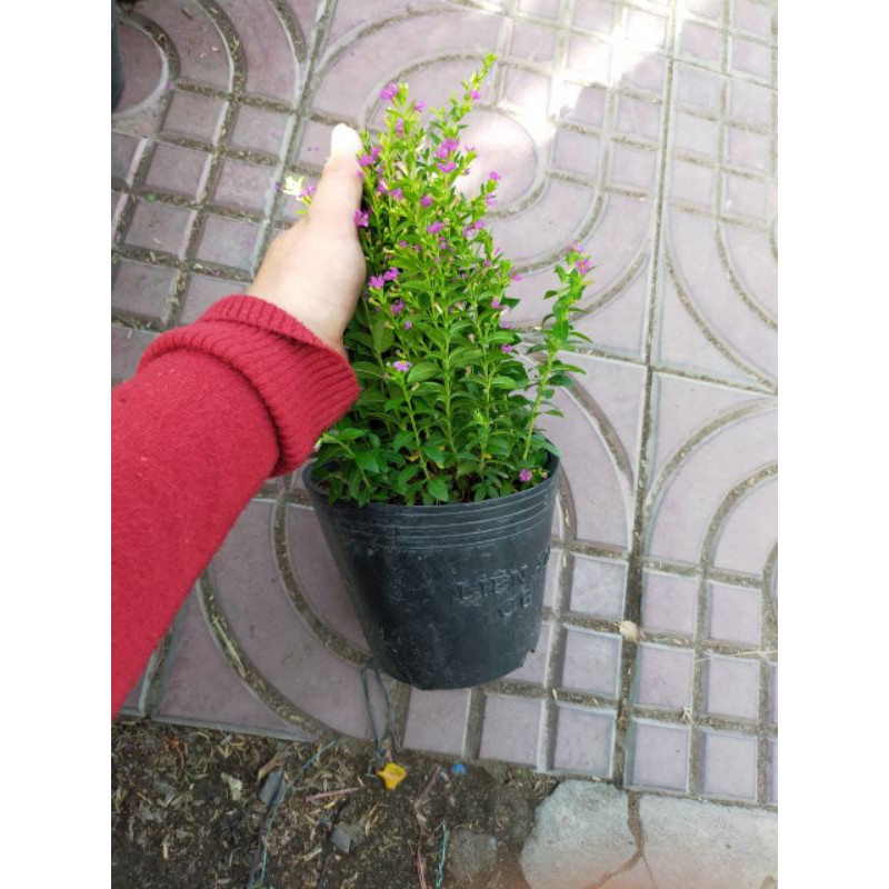 Cây Cẩm Tú Mai cẩm tú hoa tím trồng viền thấp hoa bụi ngoài trời Minh Hân Garden
