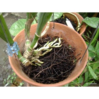 Dớn cọng trồng lan 200gr ( thoáng, giư ẩm tốt, ít mục)