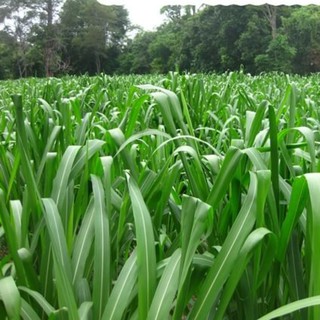 Hạt giống Cỏ Sả Lá Lớn / Cỏ Mombasa Ghinê gói 100gr