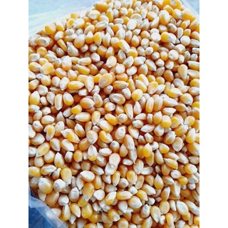 bắp rang bơ 1kg
