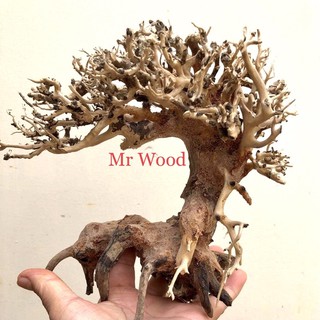 Lũa Bonsai Nấm cho hồ cá thủy sinh