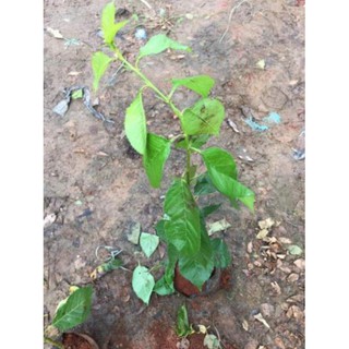 [Xả - Cắt Lỗ ] Cherry Anh Đào ( Cherry Mỹ)