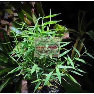 Cây thuỷ sinh TRÚC THUỶ SINH