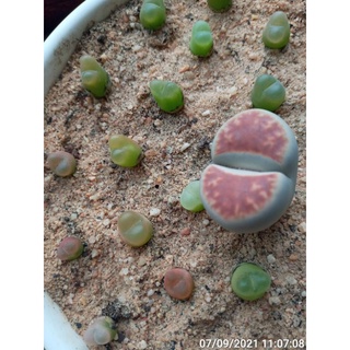 Cây Conophytum maughanii (Mua 2 tặng 1)