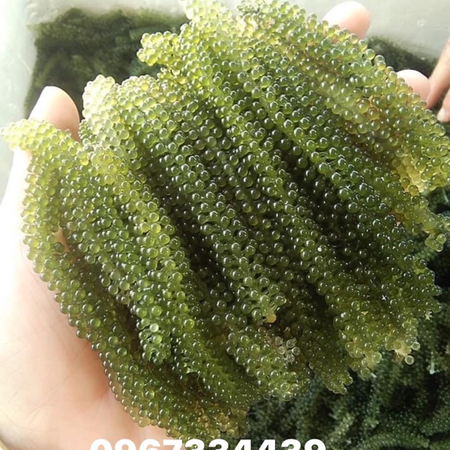 Rong Nho Tươi 500gr 55