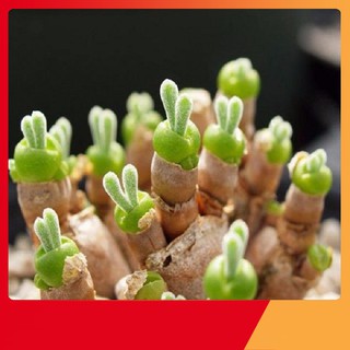 Hạt Giống Tai Thỏ Mix