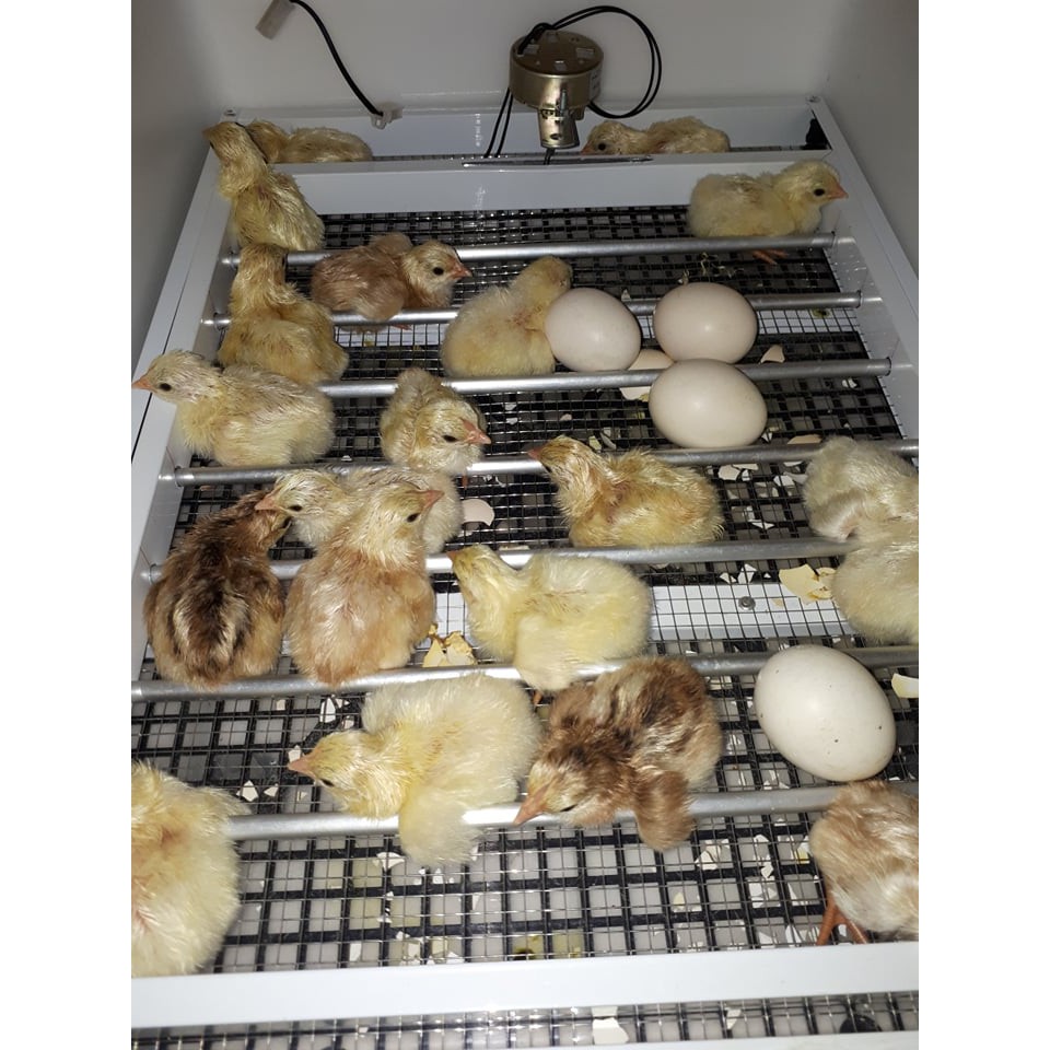 - Máy ấp trứng mini Ánh Dương A100 thùng nhựa - Ấp tự động 50 trứng - 1 tầng khay đảo nhôm