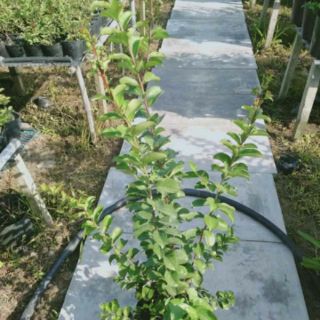 Cây 🌲 Tường Vi đỏ.... siêu hoa...