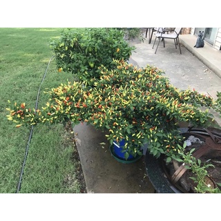 HẠT GIỐNG ỚT TOCBACO SIÊU CAY NHẬP KHẨU