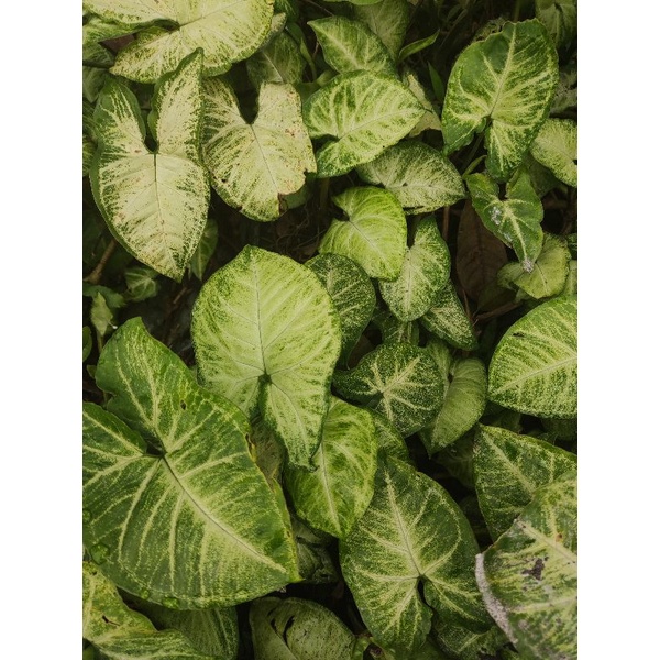 cây trầu bà lá đốm