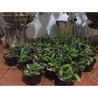 Sản Phẩm Hoa lan trầm tím điện biên (cây đẳng cấp, cao 20cm)