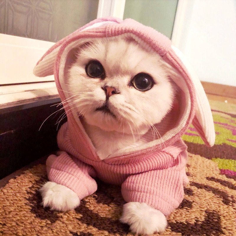 [ XẢ KHO ] áo len tai thỏ cho chó mèo
