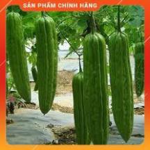 HẠT GIỐNG KHỔ QUA- MƯỚP ĐẮNG F1