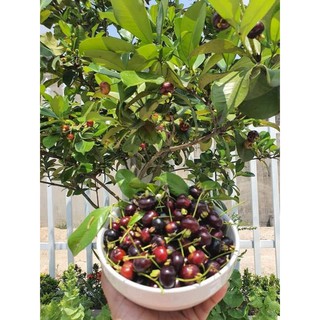 GIỐNG CHERRY BRAZIL TRỒNG 4 THÁNG RA HOA