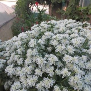 HẠT GIỐNG CÂY LÁ TUYẾT