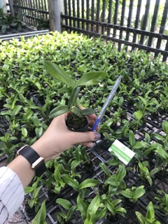 Dendro Lai Cattleya Hoa To