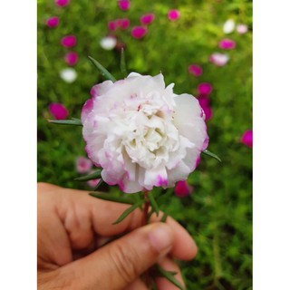 25cành hoa 10h màu mới(trắng viền tím)