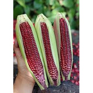 Hạt giống ngô tím, bắp tím 5gr