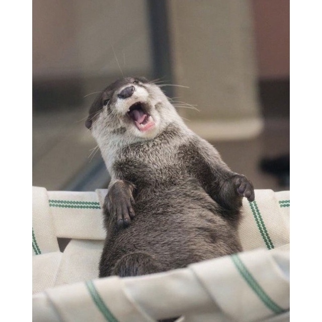 Rái Cá Bông 🦦 || Len Móc Thủ Công || Quà Tặng Đáng Yêu || Monua.stuff 🦀