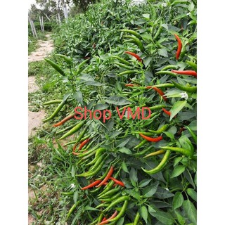 Hạt giống Ớt Chỉ Thiên