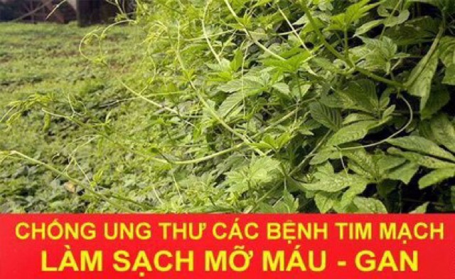 Giảo Cổ Lam 1kg loại 7 lá chuẩn xịn