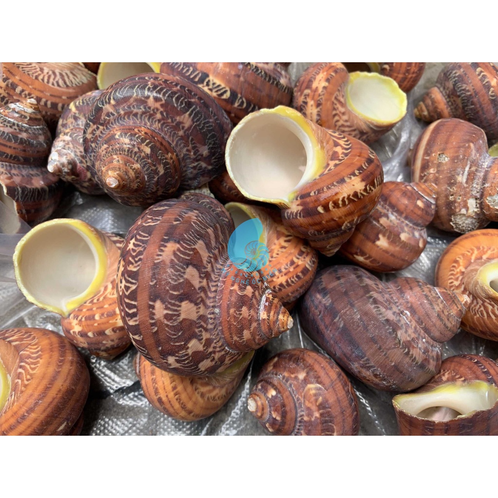 Vỏ ốc xà cừ đỏ Quà Tặng Từ Biển - Siêu Đẹp - Giá Rẻ - Vỏ Ốc Mượn Hồn - Vỏ Ốc Biển Tự Nhiên