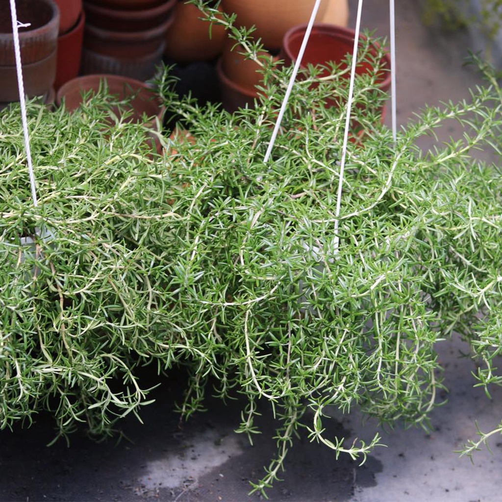 Cây Hương Thảo rũ "Rosemary", chậu treo to 20cm