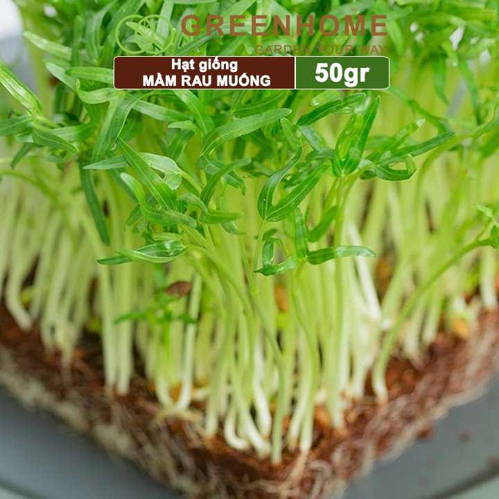 Hạt giống Mầm rau muống Greenhome, gói 50g, dễ trồng, thu hoạch nhanh R14