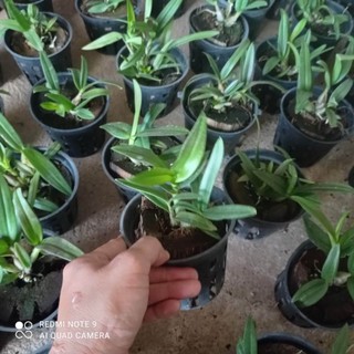 lan dendro yaya hoa tết