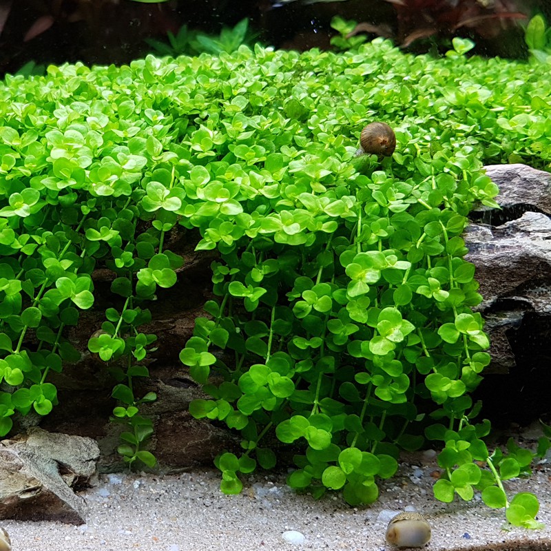 Phân nền thủy sinh Gex xanh - GEX Water Plant Sand