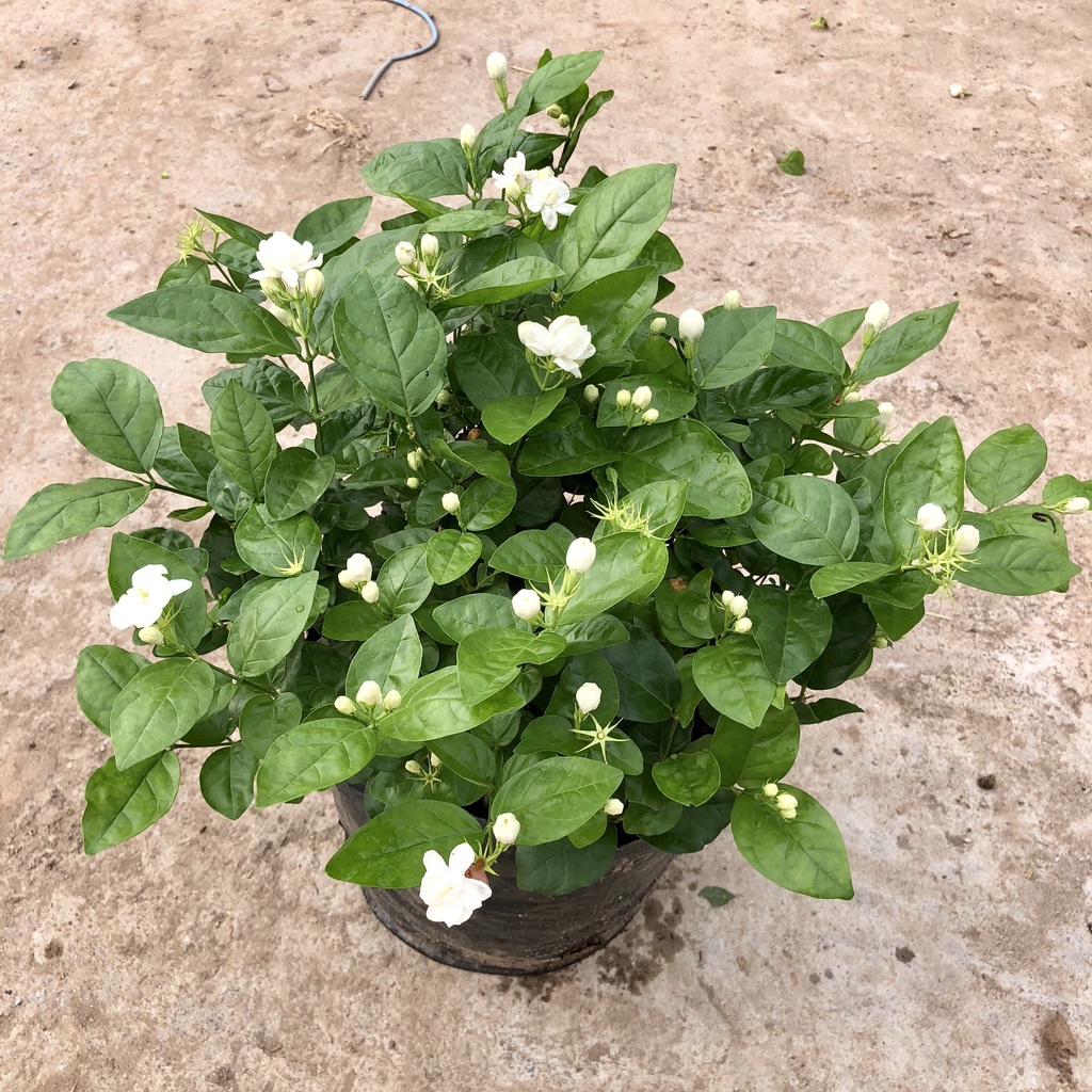 Cây hoa nhài ta size đại, đường kính 40cm cực sai hoa, mang hương thơm ngào ngạt nhiều công dụng trong cuộc sống.